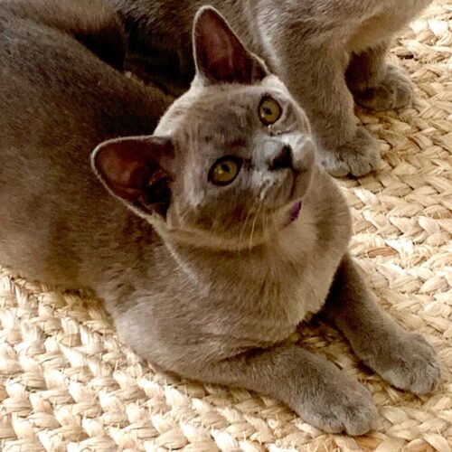 Gallery - Burmese Cat (Blue Burmese) Female