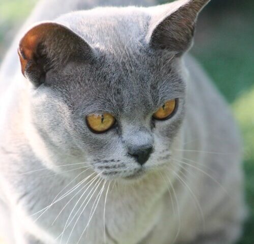 Gallery - Burmese Cat (Blue Burmese) Female 'Hallie'