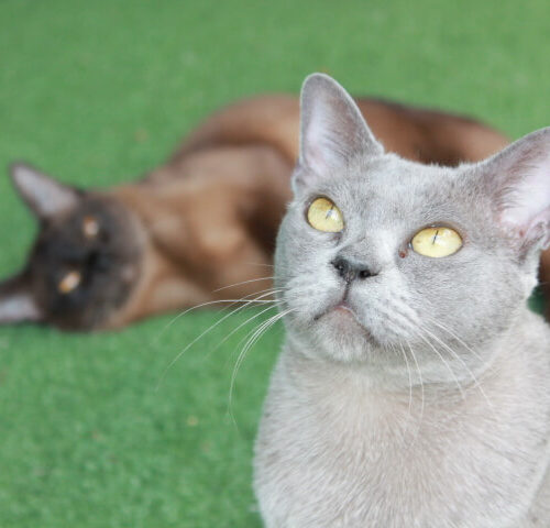 Gallery - Burmese Cat (Blue and Brown Burmese)