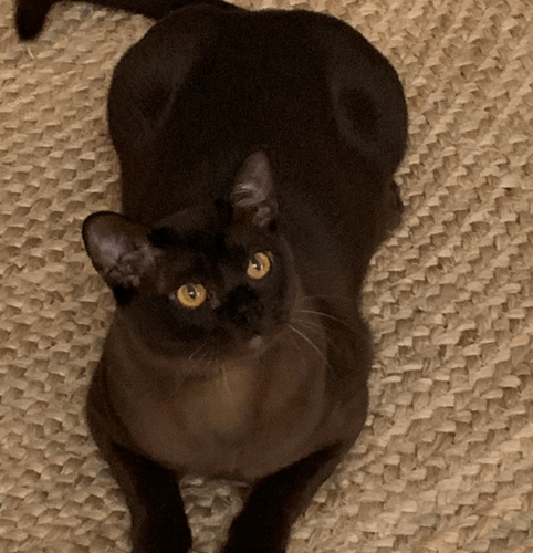 Gallery - Burmese Cat (Brown Burmese)