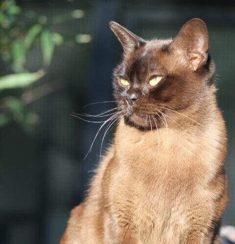 Gallery - Burmese Cat (Brown Burmese) 'Sally Ann'