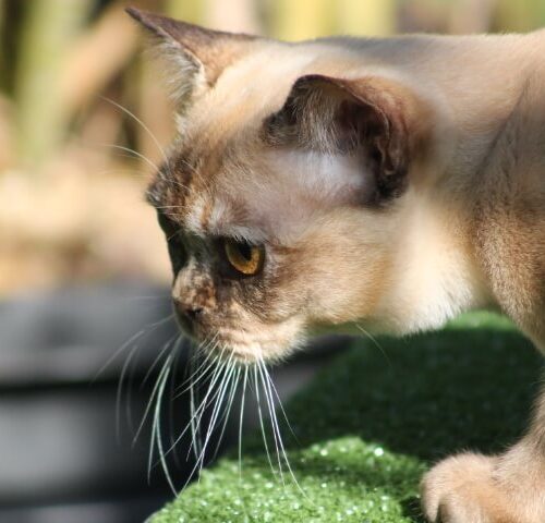 Gallery - Burmese Cat (Chocolate Tortoiseshell)