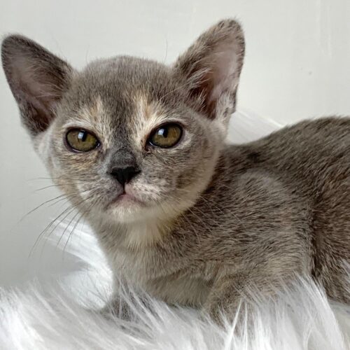 Gallery - Burmese Kitten (Blue Tortoiseshell) Female 2