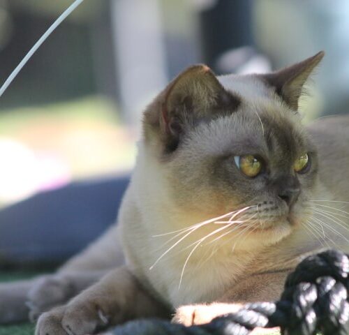 Gallery - Burmese Kitten (Brown Burmese) Female 2