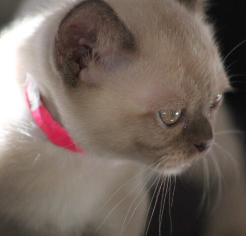 Gallery - Burmese Kitten (Brown Burmese) Female 4