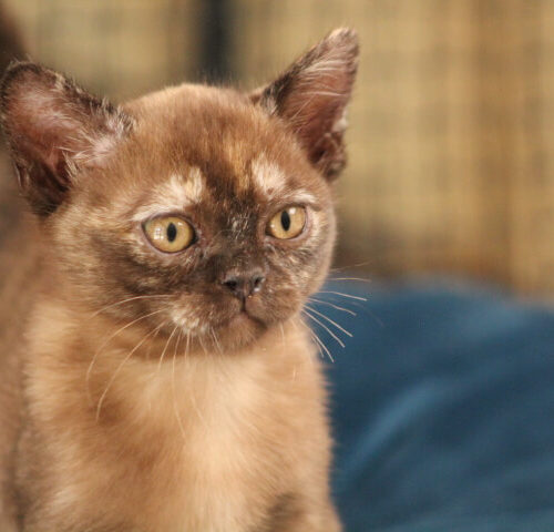 Gallery - Burmese Kitten (Brown Tortoiseshell Burmese)