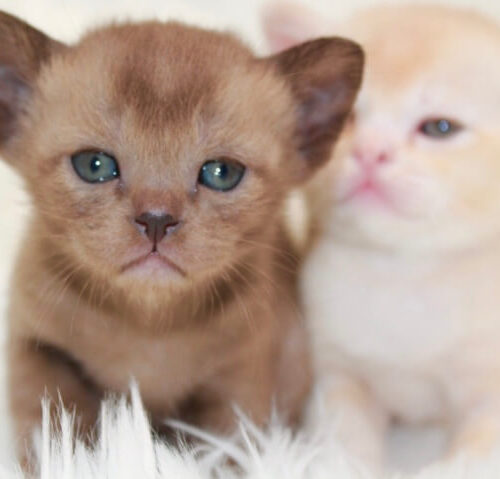 Gallery - Burmese Kitten (Brown and Red Burmese) 1