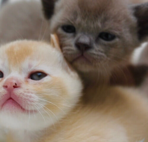 Gallery - Burmese Kitten (Brown and Red Burmese) 2