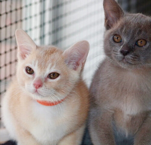 Gallery - Burmese Kitten (Brown and Red Burmese) 3