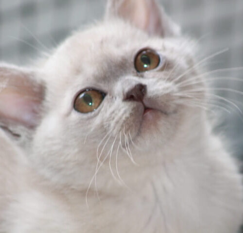 Gallery - Burmese Kitten (Lilac Tortoiseshell) 1