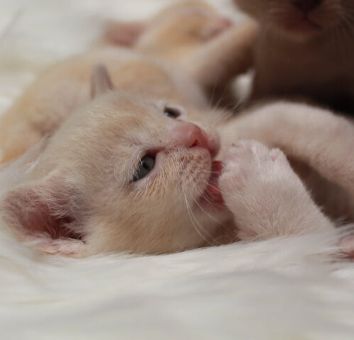 Gallery - Burmese Kitten (Red) 1