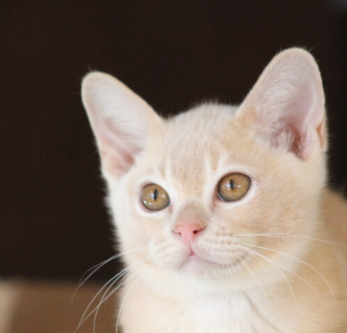 Gallery - Burmese Kitten (Red) 2