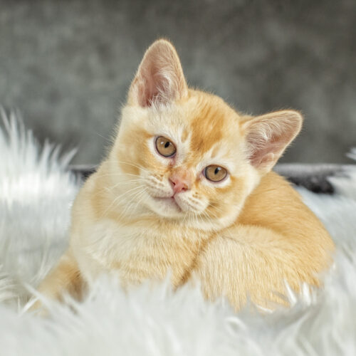 Gallery - Burmese Kitten (Red) 3