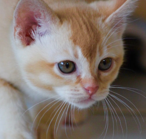 Gallery - Burmese Kitten (Red) 4