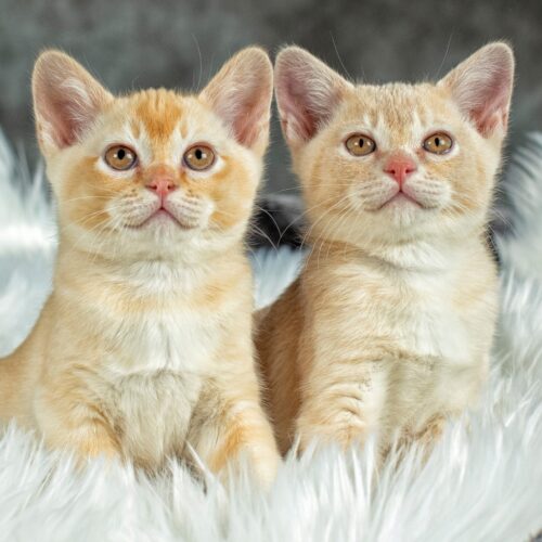 Gallery - Burmese Kitten (Red and Cream)