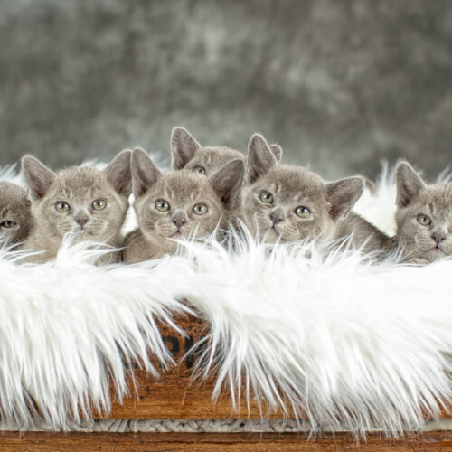 Gallery - Burmese Litter (Blue)