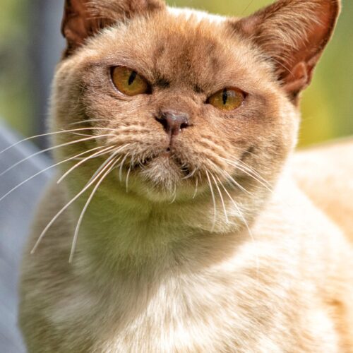 Our Boy - Firefly Spartacus 1 (Firefly Burmese)