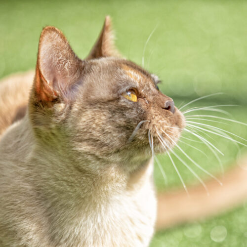 Our Girl - Firefly Cherry Bomb (Chocolate Tortoiseshell Burmese) 1