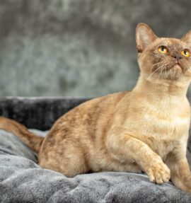 Our Girl - Firefly Cherry Bomb (Chocolate Tortoiseshell Burmese) 2