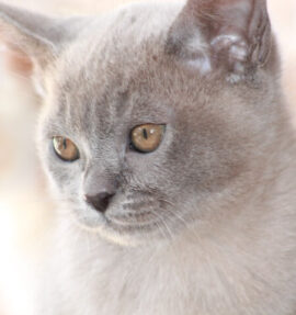 Our Girl - Firefly Sahalie (Blue Burmese)