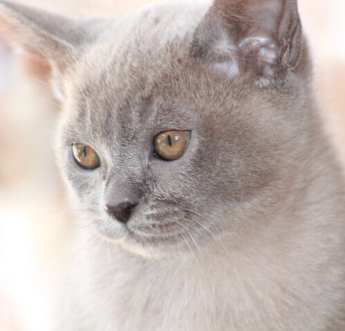 Our Girl - Firefly Sahalie (Blue Burmese)