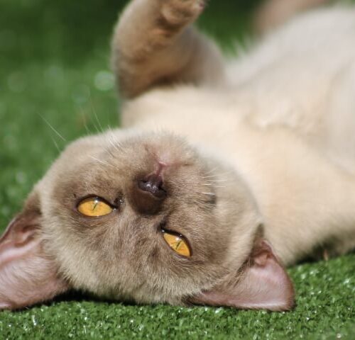 Our Girl - Luna Eclipse (Chocolate Burmese)