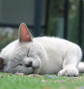 Our Girl - Luna Mist (Lilac Burmese)