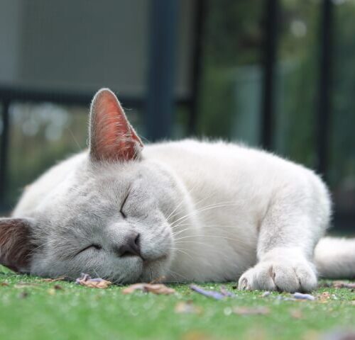 Our Girl - Luna Mist (Lilac Burmese)