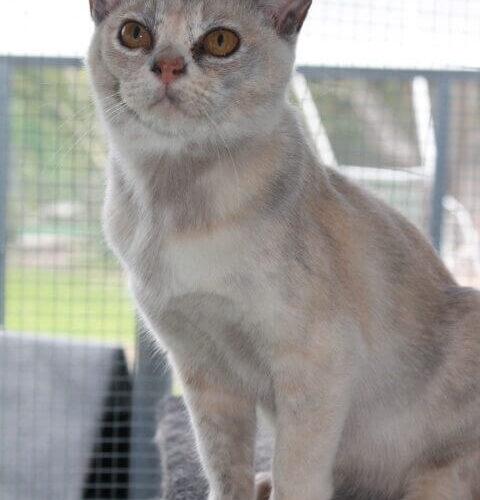 Our Girl - Sharni Mist 1 (Blue Tortoiseshell Burmese Cat)