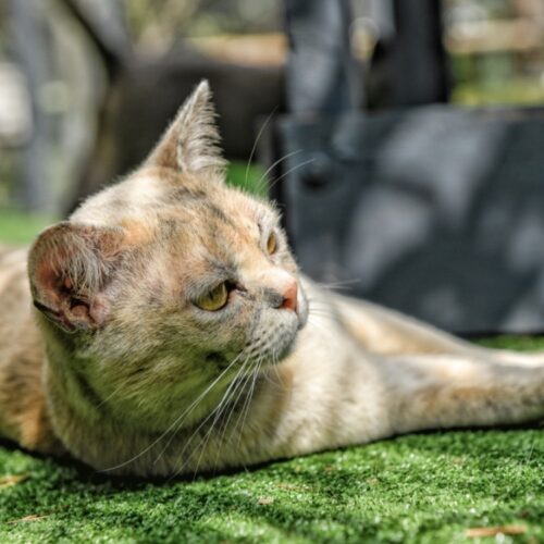 Our Girl - Sharni Mist 2 (Blue Tortoiseshell Burmese Cat)