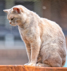 Our Girl - Sharni Mist 3 (Blue Tortoiseshell Burmese Cat)