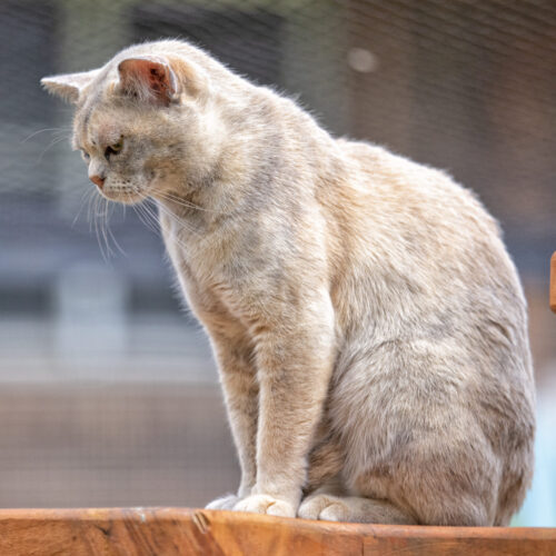 Our Girl - Sharni Mist 3 (Blue Tortoiseshell Burmese Cat)