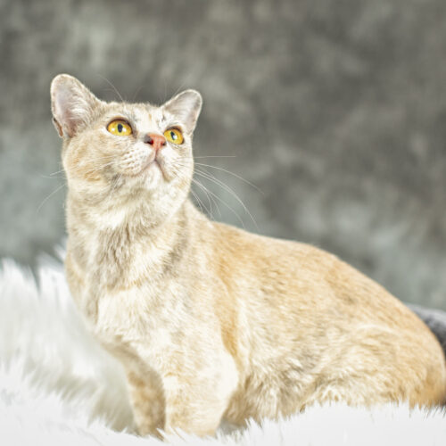 Our Girl - Sharni Mist 4 (Blue Tortoiseshell Burmese Cat)