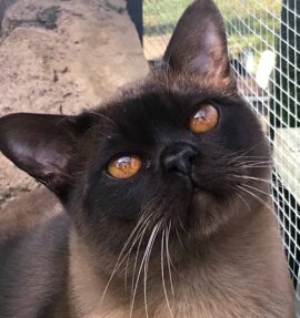 Show Events - Rewrite the Stars 2 (Brown Burmese)