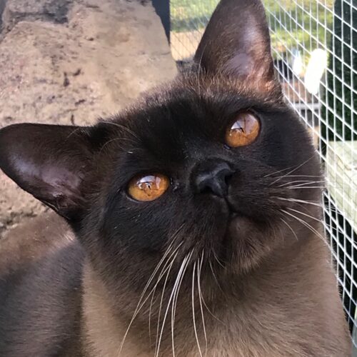 Show Events - Rewrite the Stars 2 (Brown Burmese)