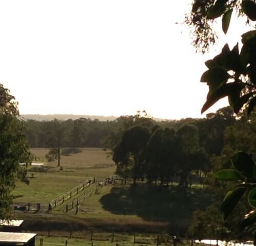 View from Cattery