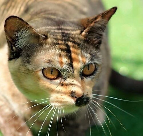 Brown tortie