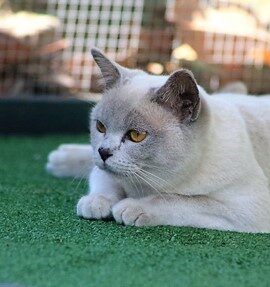 Our Girl - Luna Mist (Lilac Burmese) 2