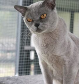 Our Girl - Ramaal Raise Your Glass (Blue Burmese)