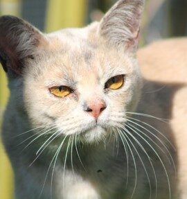 Our Girl - Sharni Mist 5 (Blue Tortoiseshell Burmese Cat)